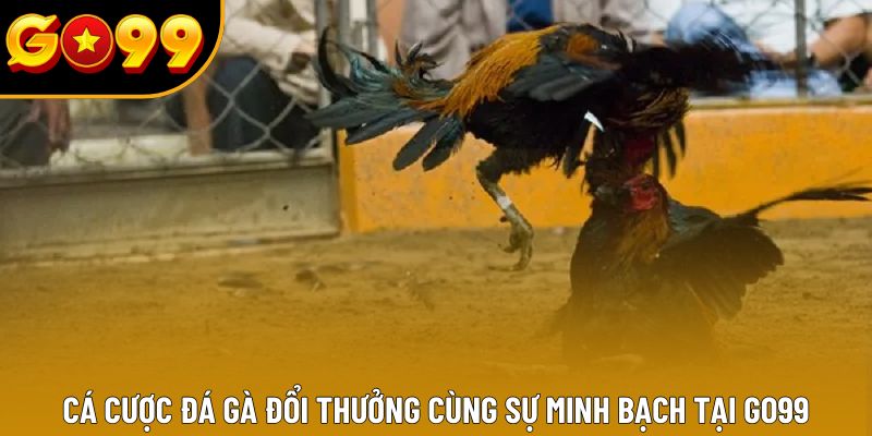 Cá Cược Đá Gà Đổi Thưởng Cùng Sự Minh Bạch Tại GO99