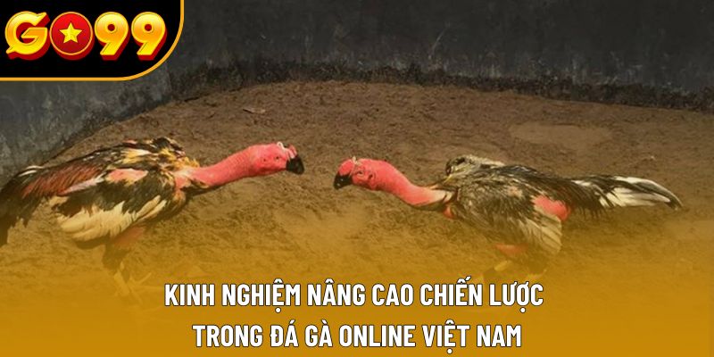 Kinh nghiệm nâng cao chiến lược trong đá gà online Việt Nam Kinh nghiệm nâng cao chiến lược trong đá gà online Việt Nam