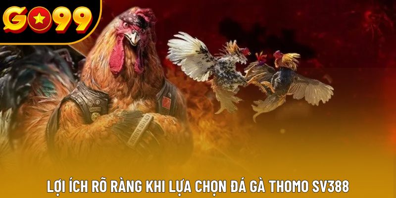 Lợi ích rõ ràng khi lựa chọn đá gà thomo SV388